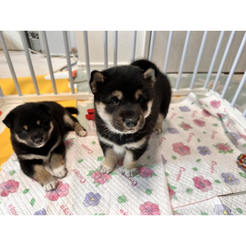 販売中の北海道の柴犬-412346の7枚目