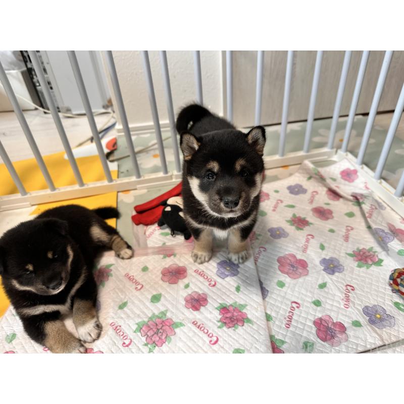 販売中の北海道の柴犬-412346の5枚目