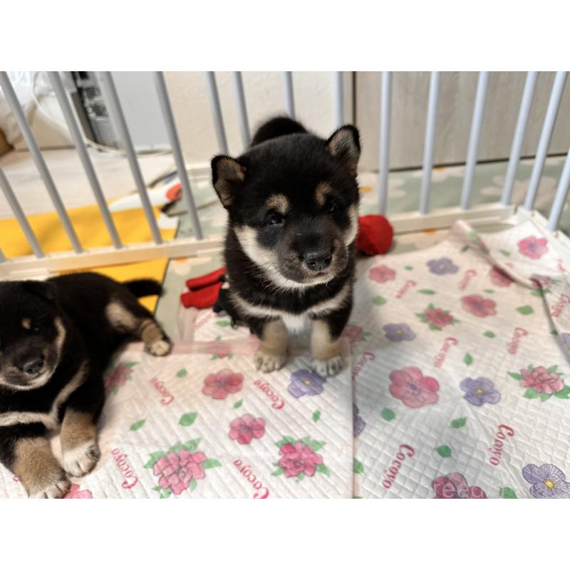 販売中の北海道の柴犬-412346の4枚目