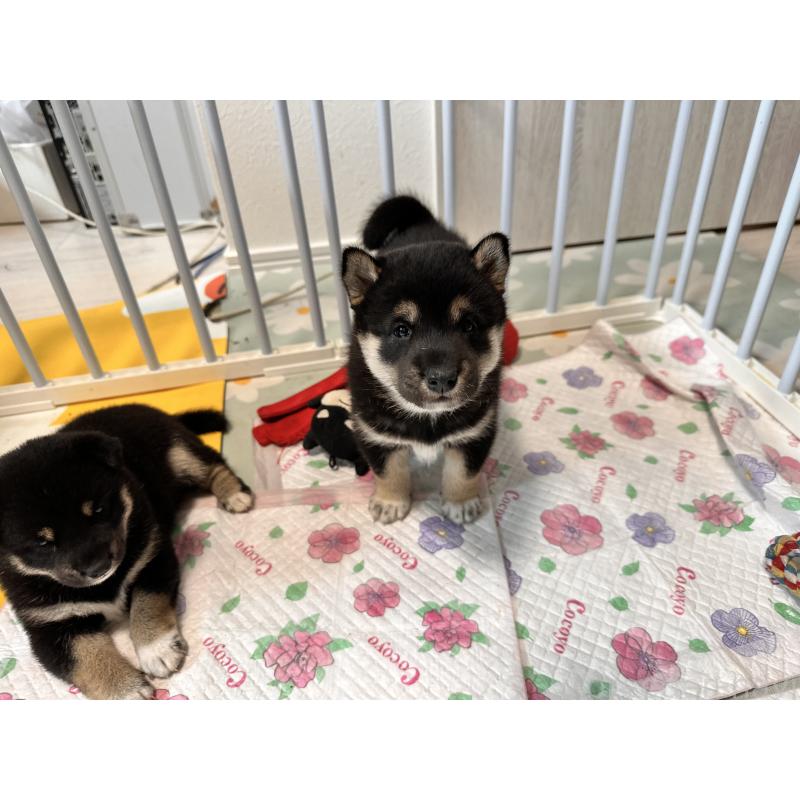 販売中の北海道の柴犬-412346の3枚目