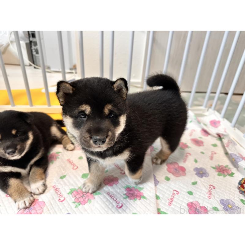 販売中の北海道の柴犬-412346の2枚目