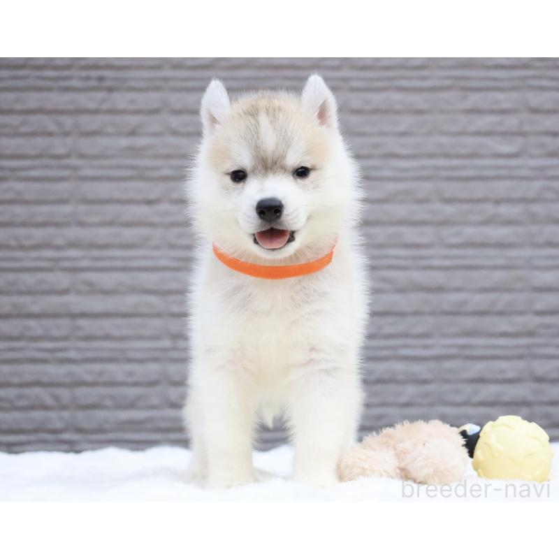 販売中の栃木県のシベリアンハスキー-412347の2枚目