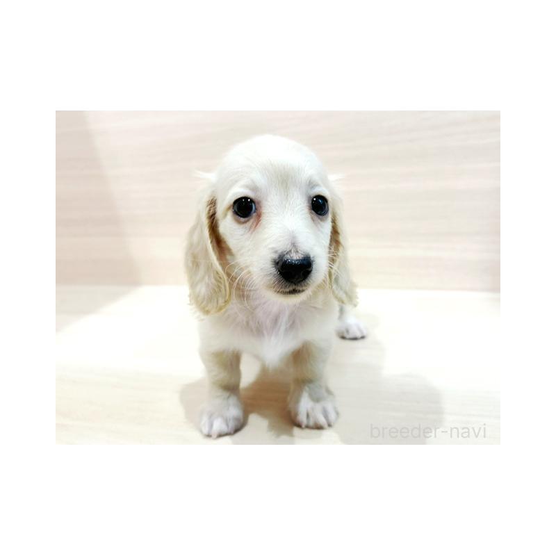 販売中の東京都のミニチュアダックスフンド(ロングヘアード)-412353の2枚目