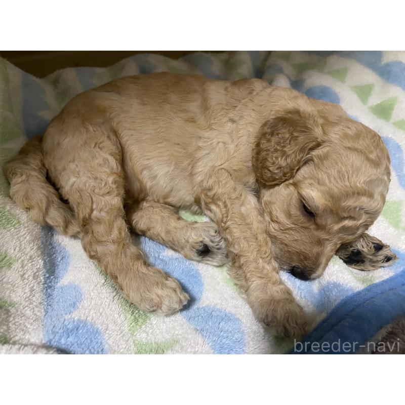 販売中の神奈川県のスタンダードプードル-412352の1枚目