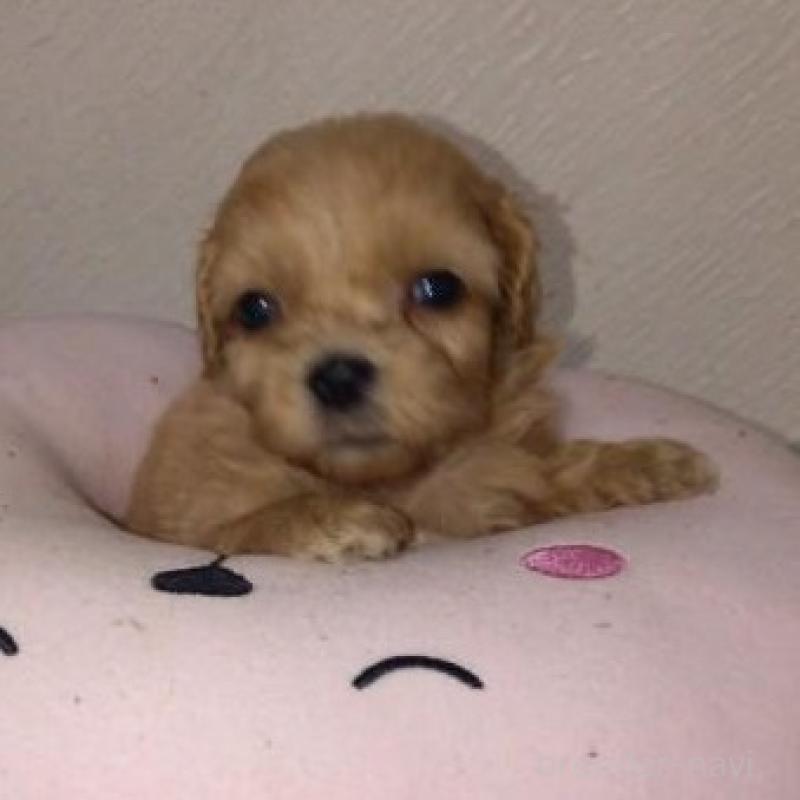 販売中の茨城県のミックス犬-409702