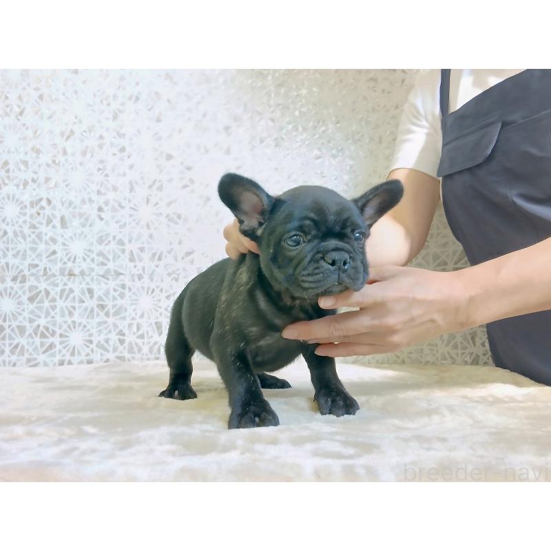 販売中の東京都のフレンチブルドッグ-412367の6枚目