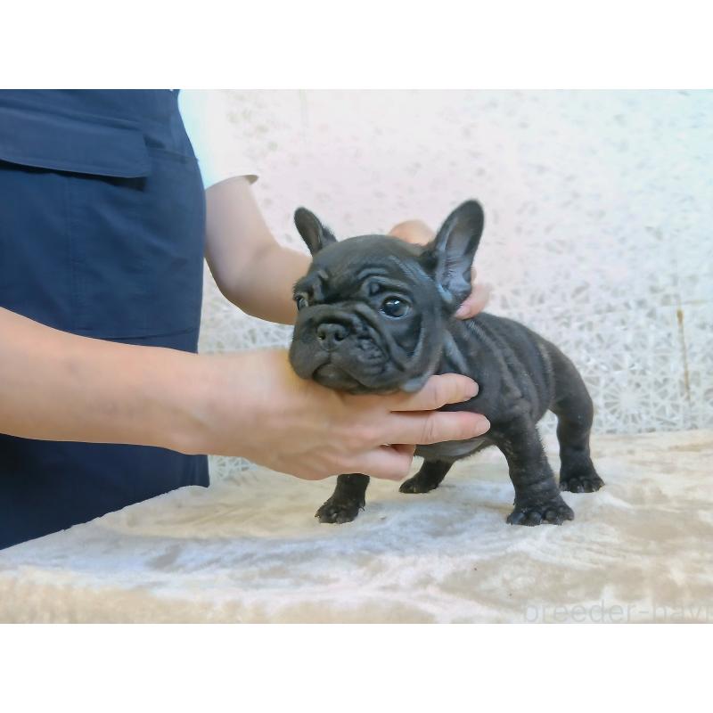 販売中の東京都のフレンチブルドッグ-412368の4枚目