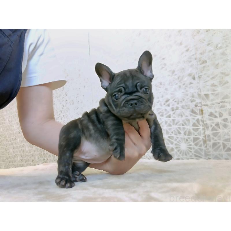 販売中の東京都のフレンチブルドッグ-412370
