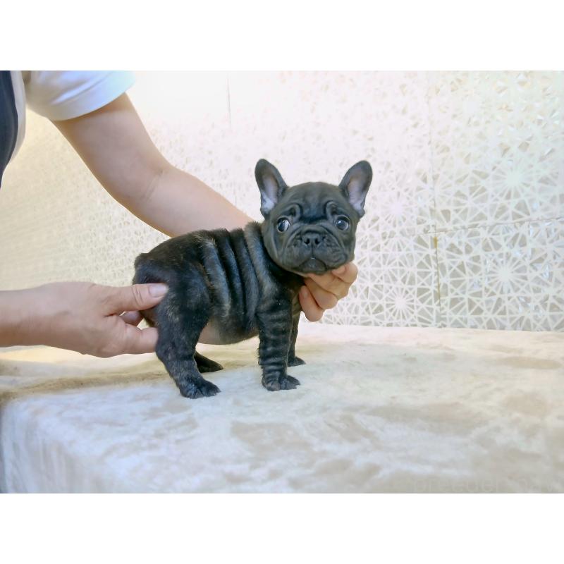 販売中の東京都のフレンチブルドッグ-412370の5枚目