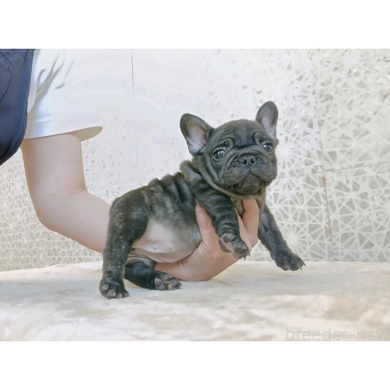 販売中の東京都のフレンチブルドッグ-412370の4枚目