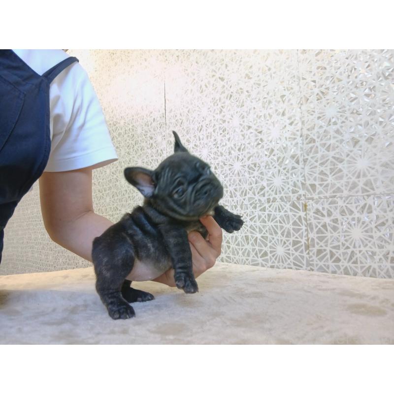 販売中の東京都のフレンチブルドッグ-412370の2枚目