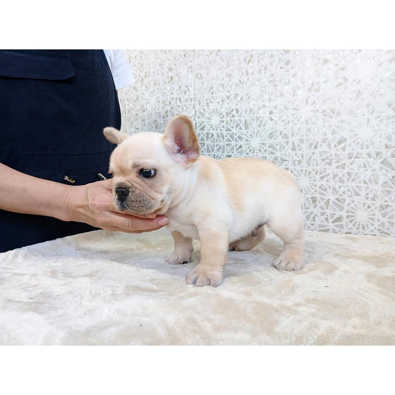 販売中の東京都のフレンチブルドッグ-412371の5枚目