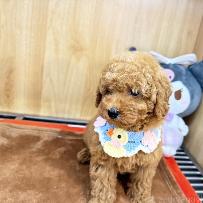 販売中の愛知県のタイニープードル-412373の5枚目