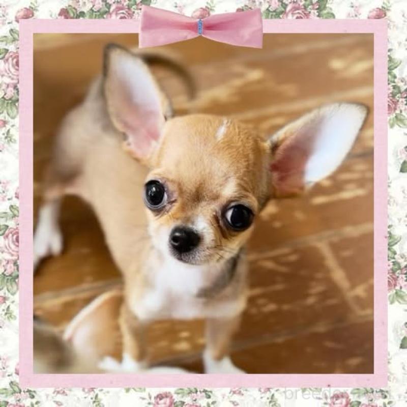 成約済の静岡県のチワワ(スムースコート)-398100の2枚目