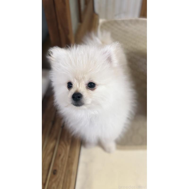 販売中の茨城県のミックス犬-402999の2枚目