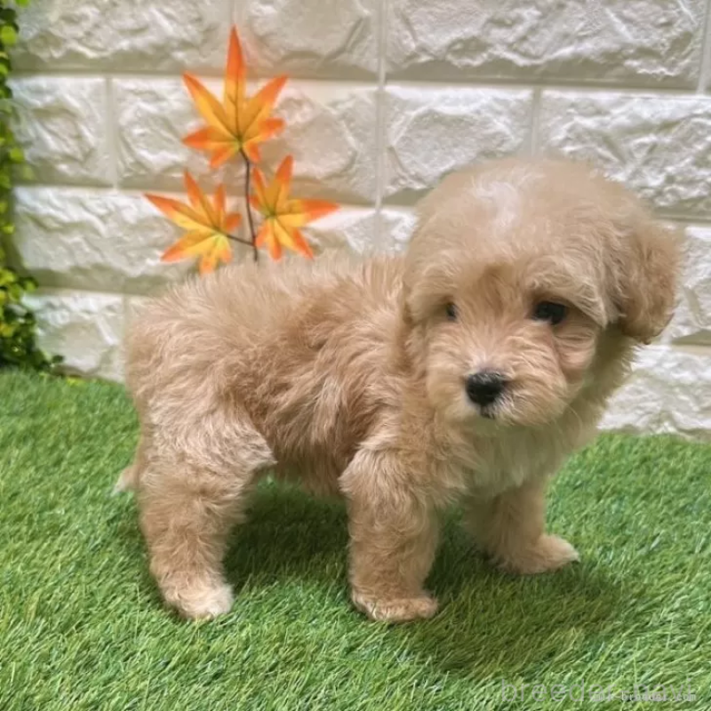 成約済の愛知県のマルプー:マルチーズ×トイプードル-407289の4枚目