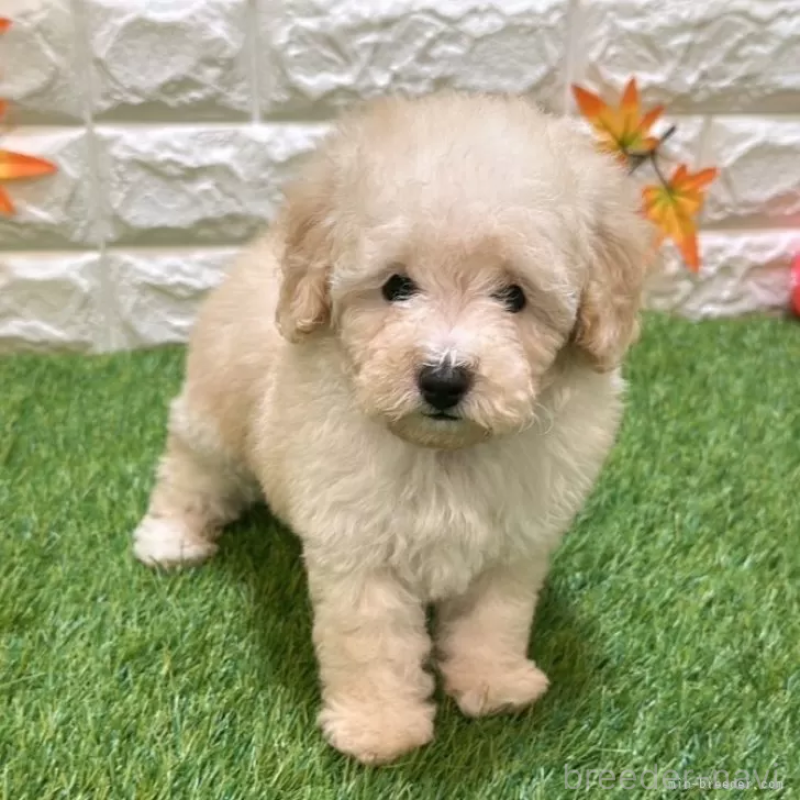 成約済の愛知県のトイプードル-408945