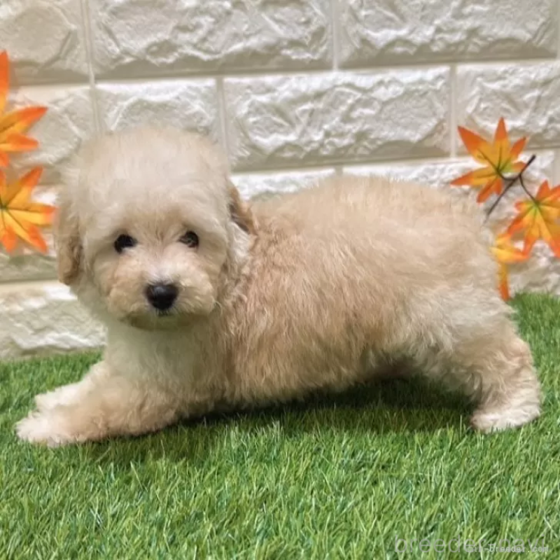 成約済の愛知県のトイプードル-408945の5枚目