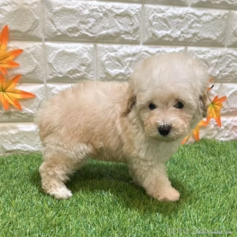 成約済の愛知県のトイプードル-408945の4枚目