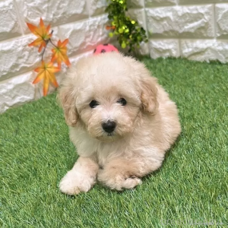 成約済の愛知県のトイプードル-408945の3枚目