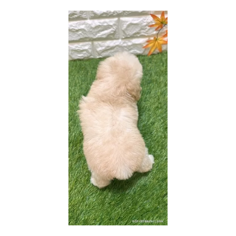 成約済の愛知県のトイプードル-408945の2枚目