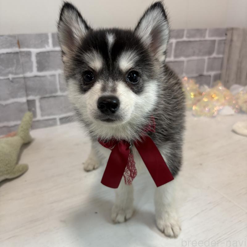 販売中の東京都のミックス犬-394992の8枚目