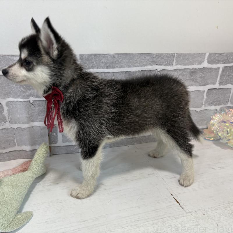 販売中の東京都のミックス犬-394992の7枚目
