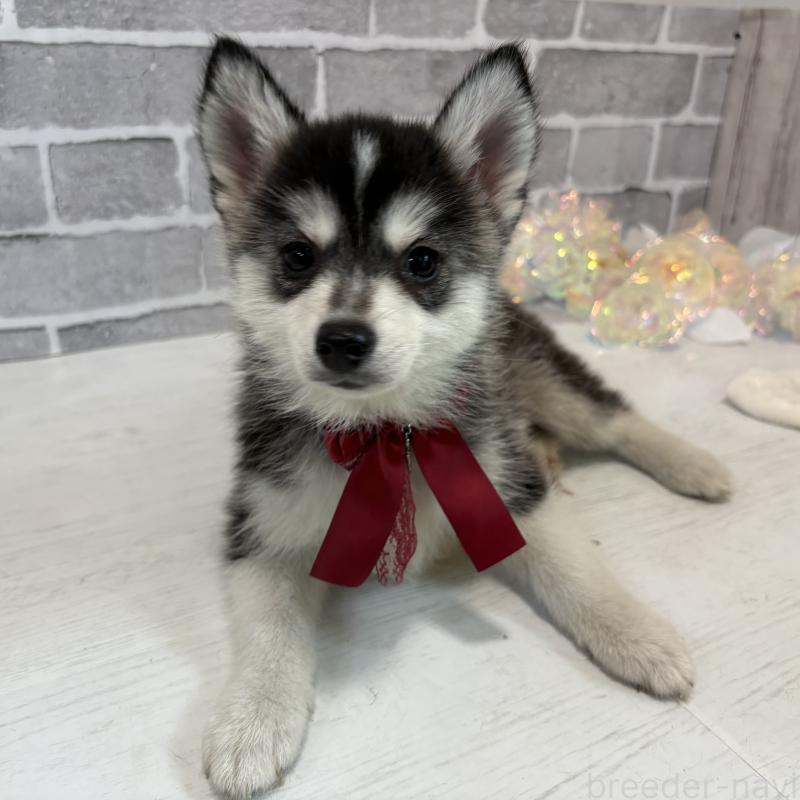 販売中の東京都のミックス犬-394992の6枚目
