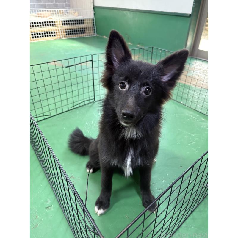 販売中の東京都のミックス犬-375985の2枚目
