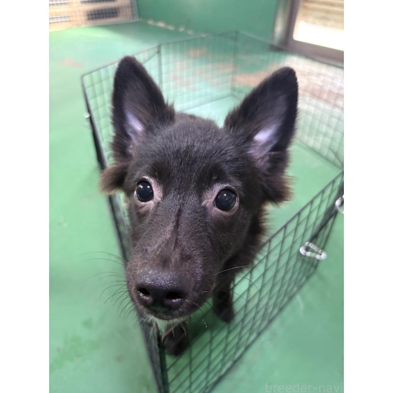 販売中の東京都のミックス犬-375986の7枚目
