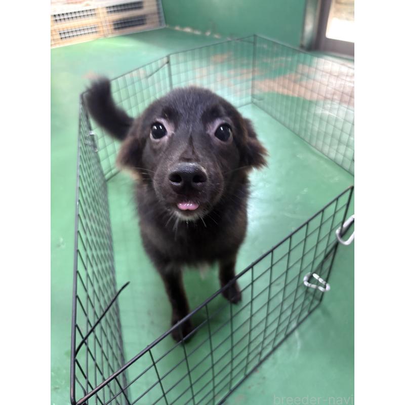 販売中の東京都のミックス犬-375986の6枚目
