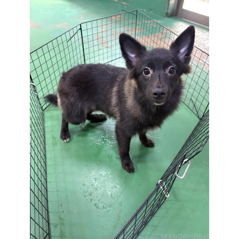 販売中の東京都のミックス犬-375986の5枚目