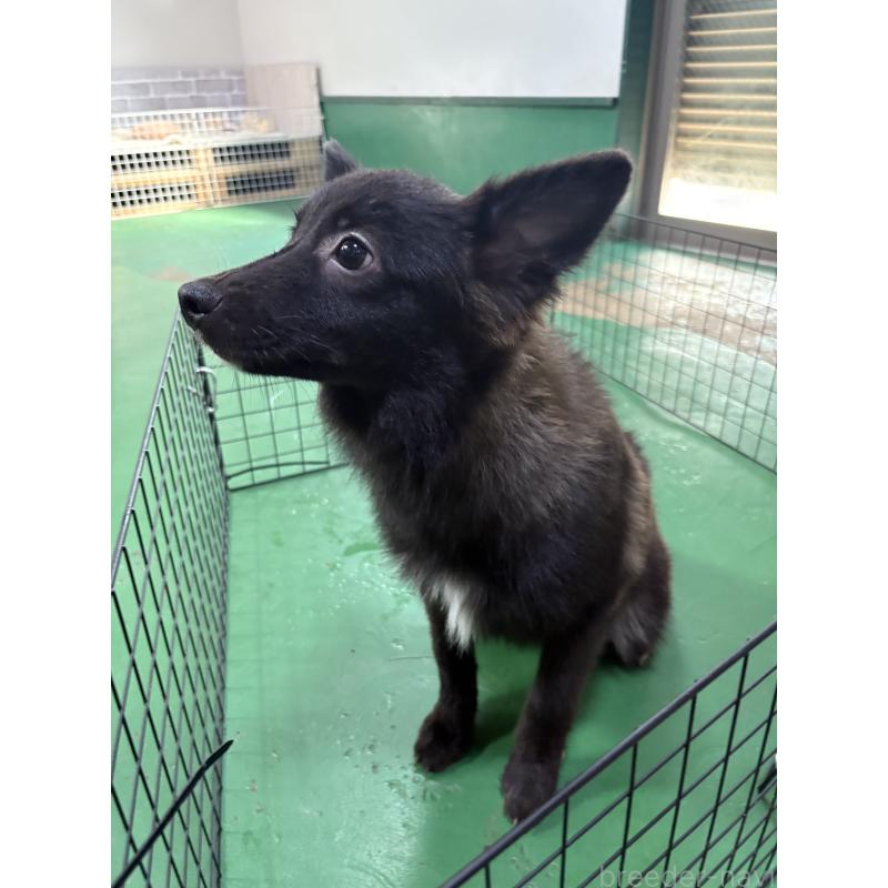 販売中の東京都のミックス犬-375986の4枚目