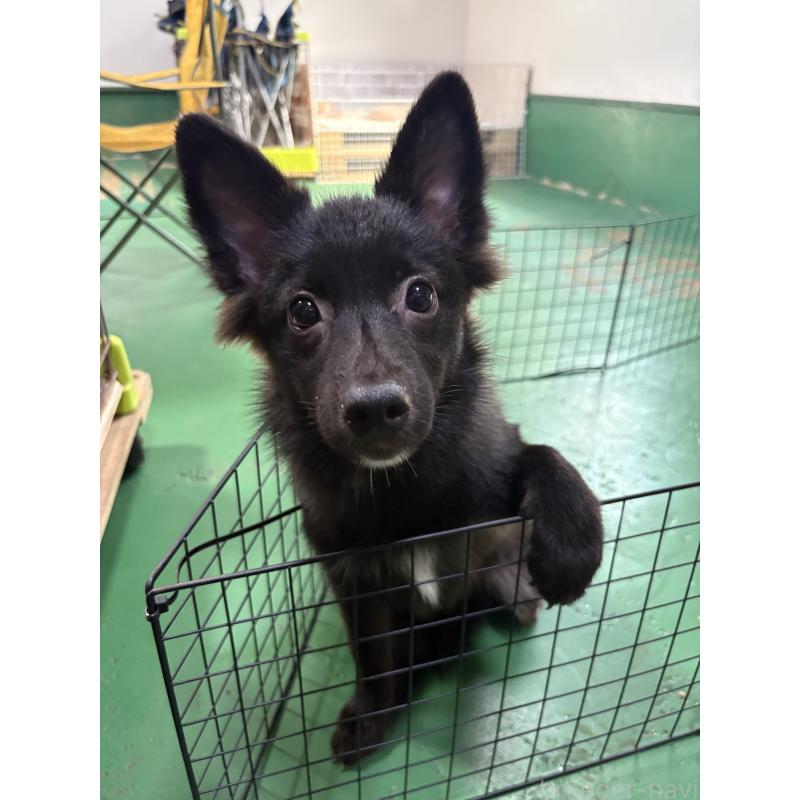 販売中の東京都のミックス犬-375986の2枚目