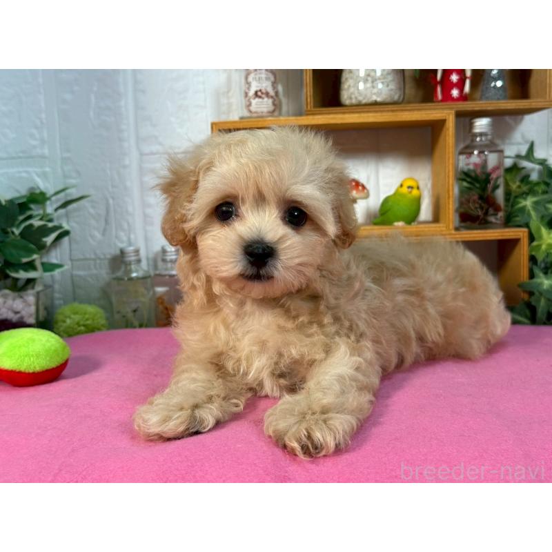 販売中の神奈川県のマルプー:マルチーズ×トイプードル-404086