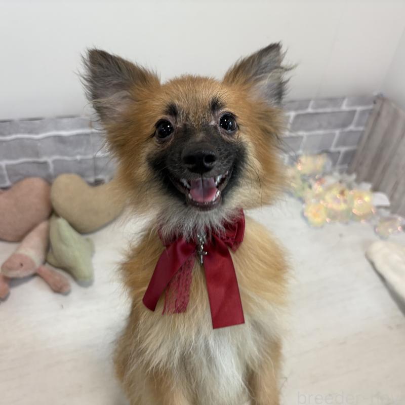 販売中の東京都のミックス犬-377878の8枚目