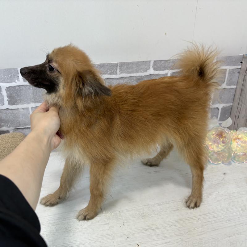 販売中の東京都のミックス犬-377878の7枚目