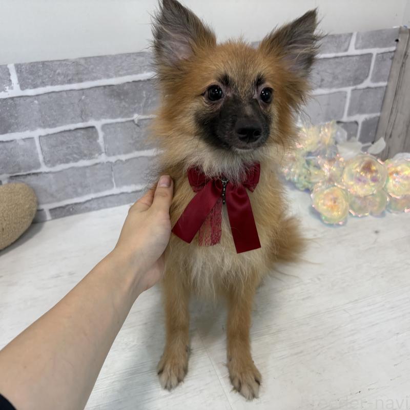 販売中の東京都のミックス犬-377878の6枚目