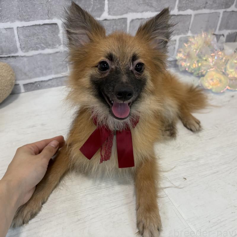 販売中の東京都のミックス犬-377878の5枚目