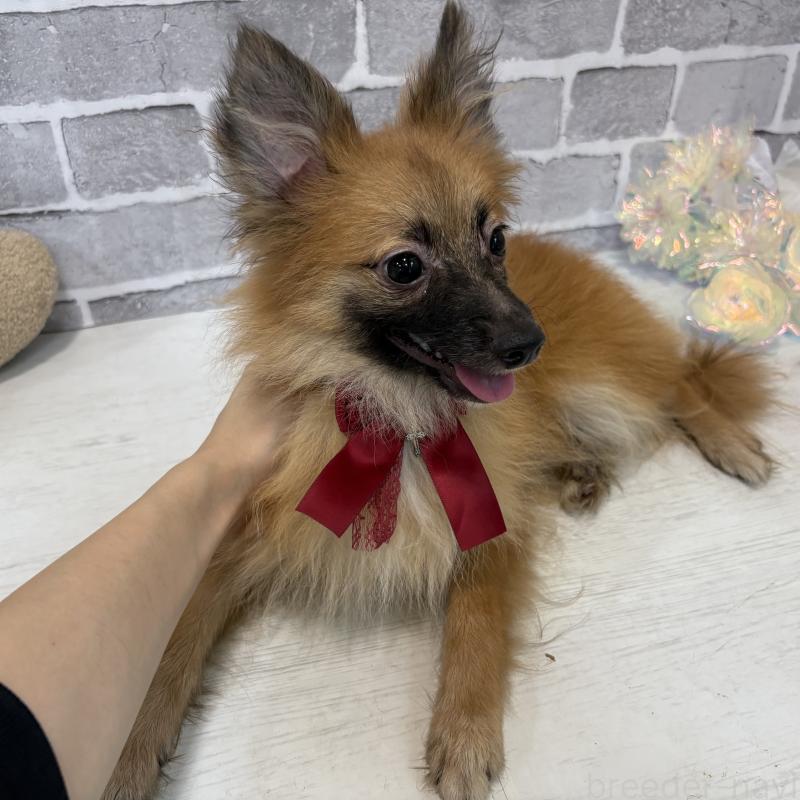 販売中の東京都のミックス犬-377878の4枚目