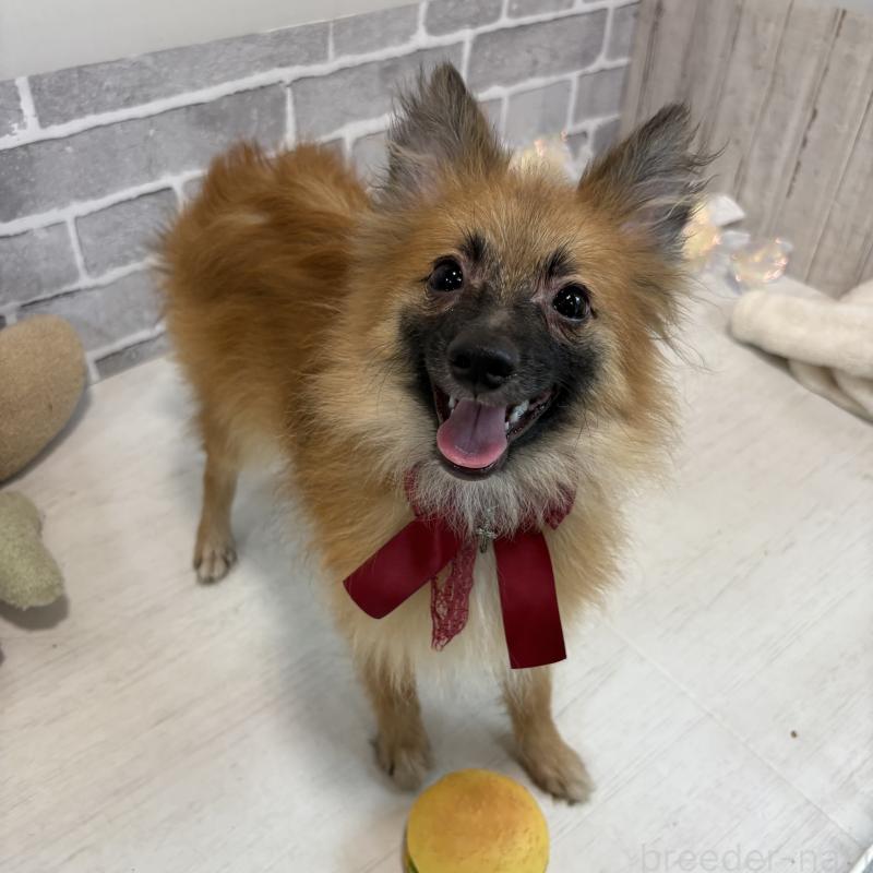 販売中の東京都のミックス犬-377878の3枚目