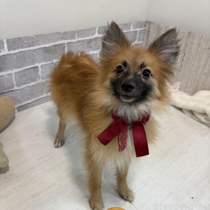 販売中の東京都のミックス犬-377878の1枚目