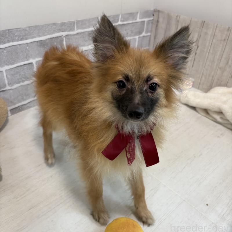 販売中の東京都のミックス犬-377878の2枚目