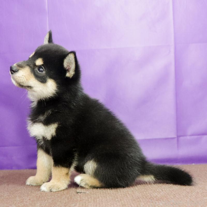 販売中の愛知県の柴犬-410462の12枚目