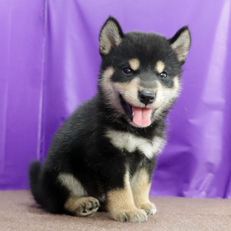 販売中の愛知県の柴犬-410462の11枚目