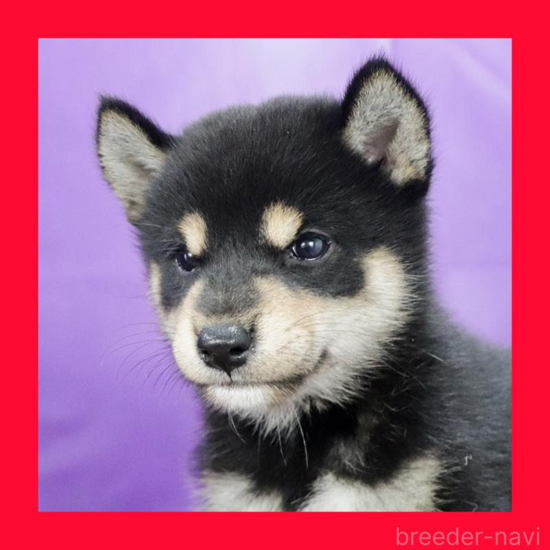 販売中の愛知県の柴犬-410462