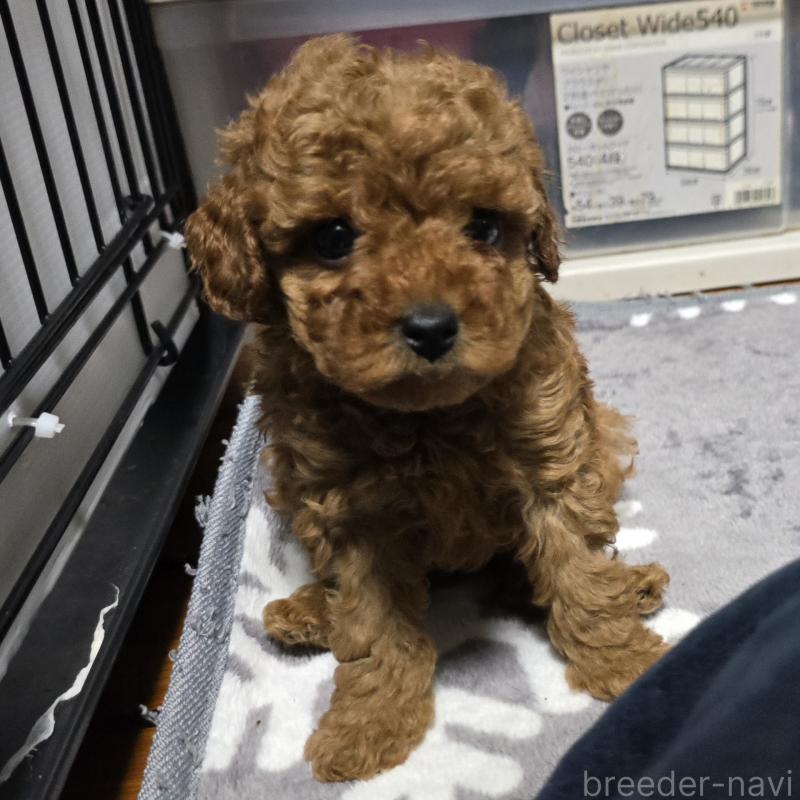 成約済の岡山県のトイプードル-406996の3枚目
