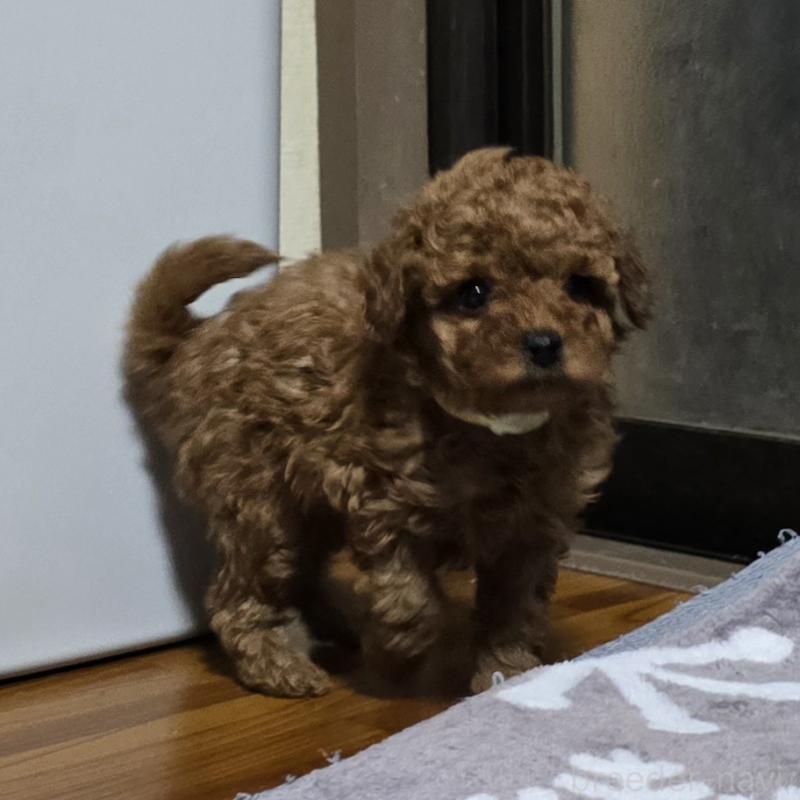 成約済の岡山県のトイプードル-406996の2枚目