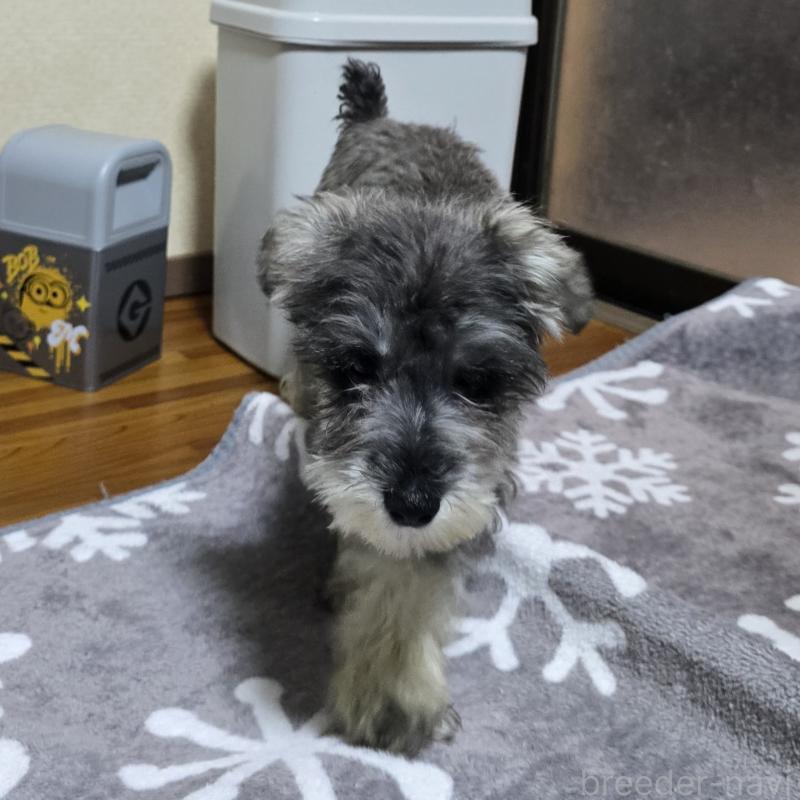 成約済の岡山県のミニチュアシュナウザー-393946の6枚目