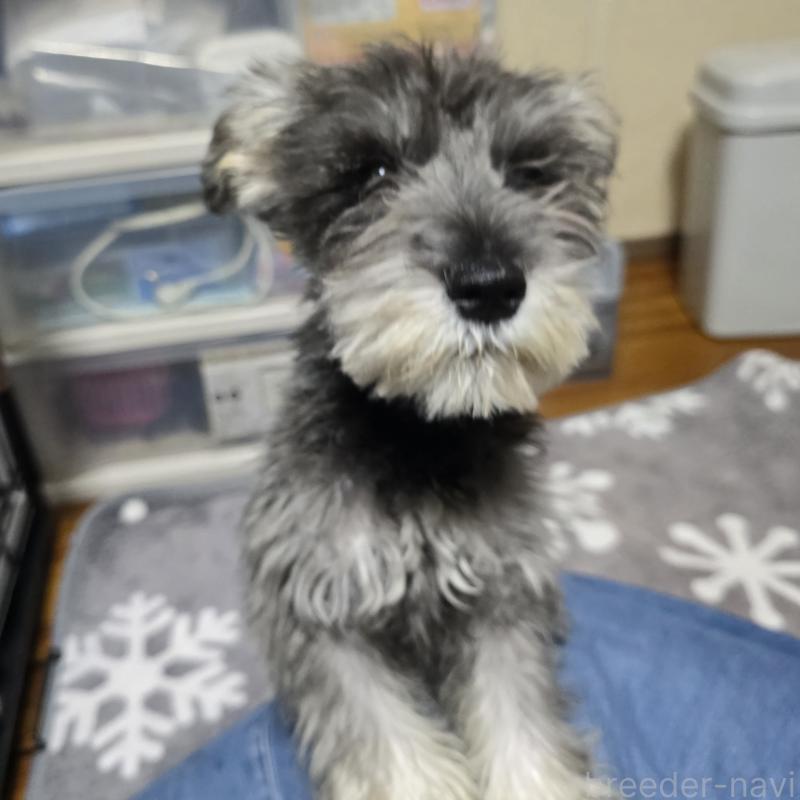 成約済の岡山県のミニチュアシュナウザー-393946の5枚目